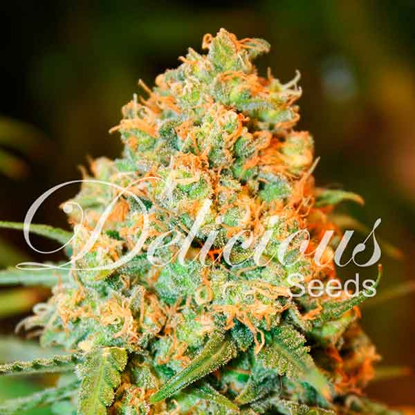 Critical Super Silver Haze - Cannabis Seeds - Feminized marijuana seeds