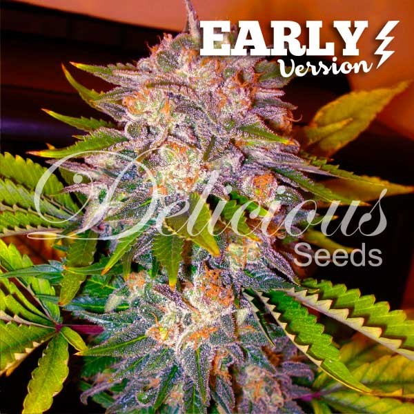 CARAMELO EARLY VERSION - Seeds - FAST FLOWERING SEEDS