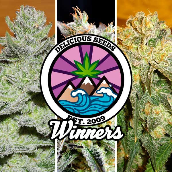Winners Collection - Cannabis Seeds - GOURMET COLLECTION