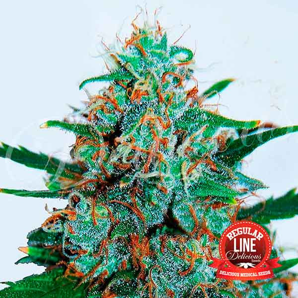 Critical Neville Haze Regular Auto - Cannabis Seeds - Regular Marijuana Seeds