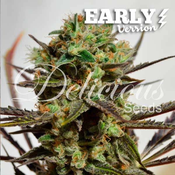 Delicious Candy Early Version - Cannabis Seeds - FAST FLOWERING SEEDS