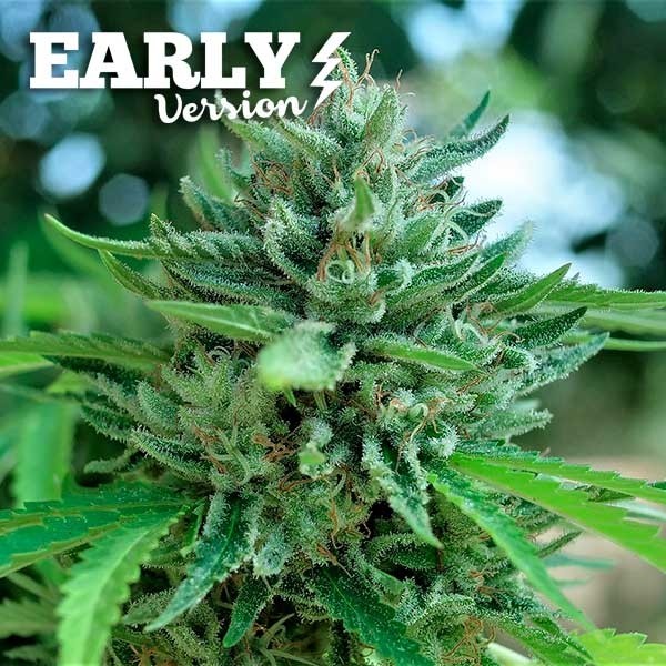 DELICIOUS COOKIES EARLY VERSION - Seeds - FAST FLOWERING SEEDS