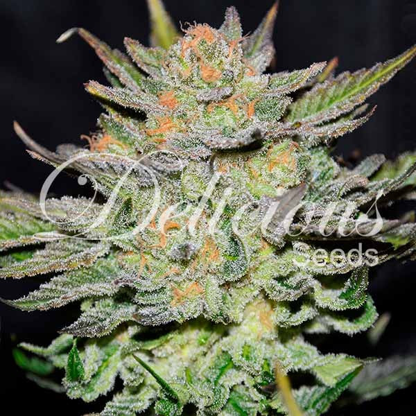 Auto Blue Ace Cbd - Cannabis Seeds - Autoflower Seeds