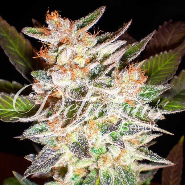 DELICIOUS CANDY AUTO - Cannabis Seeds - Autoflower Seeds