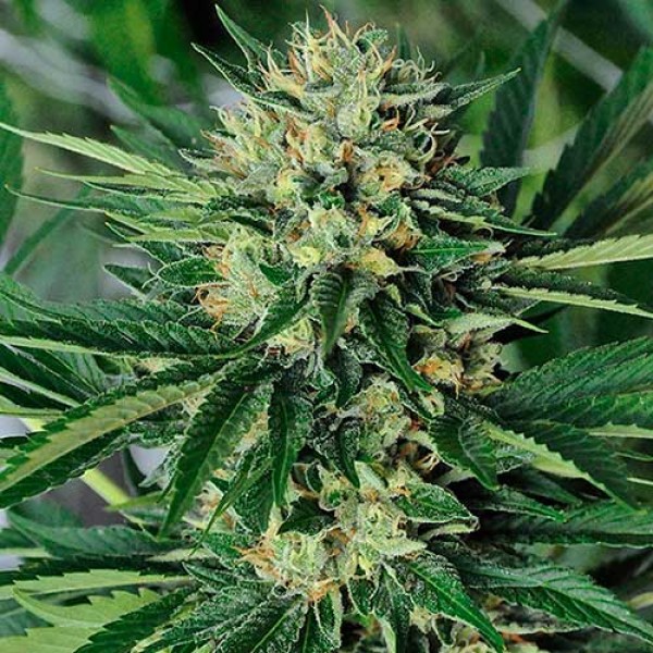 cypress hill weed poster