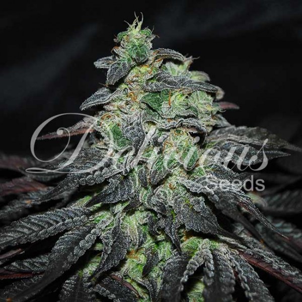 Golosa - Cannabis Seeds - Feminized marijuana seeds