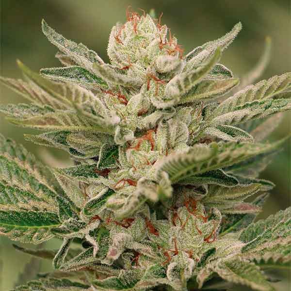 Sapphire Scout - Humboldt Seeds