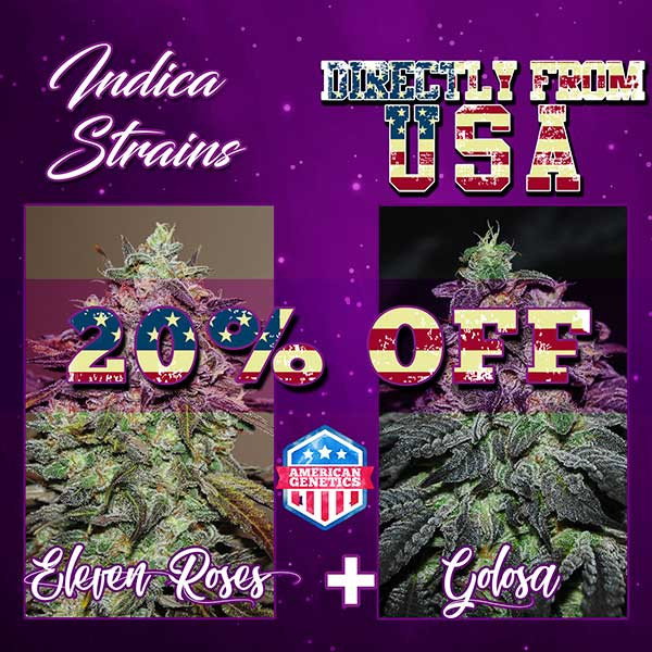 INDICA DEAL PACK  - GOLOSA + ELEVEN ROSES - Seeds - GOURMET COLLECTION