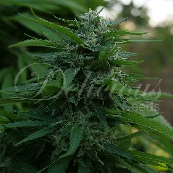 LORD KUSH - Cannabis Seeds - Feminized marijuana seeds