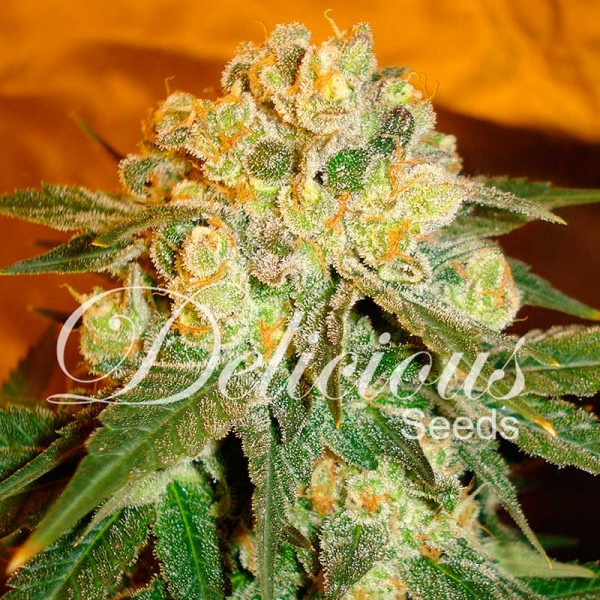 Marmalate-image