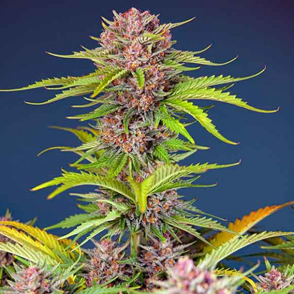 Mimosa Bruce Banner Xl Auto - Buy Marijuana Seeds from Sweet Seeds