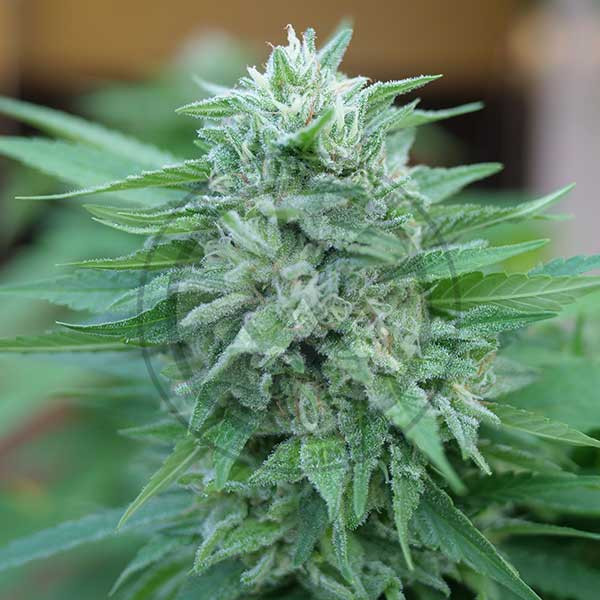 Moby Delicious - Seeds - Feminized marijuana seeds