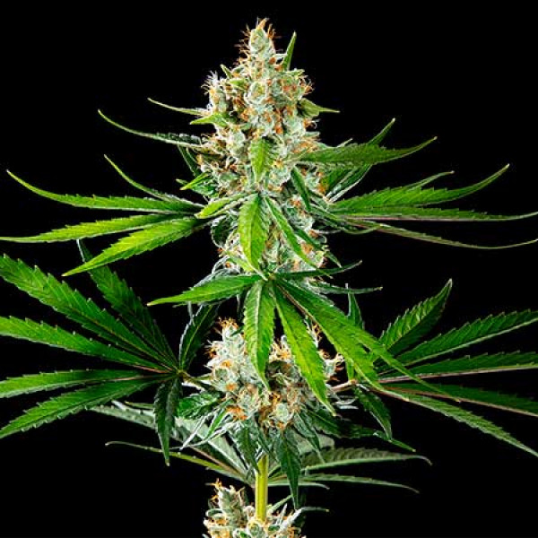 オーストリア水晶 蓮香 Oreoz Usa - Buy Marijuana Seeds from Kannabia