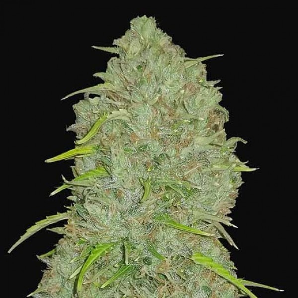 Jack Herer Auto - Cannabis Seeds from FastBuds