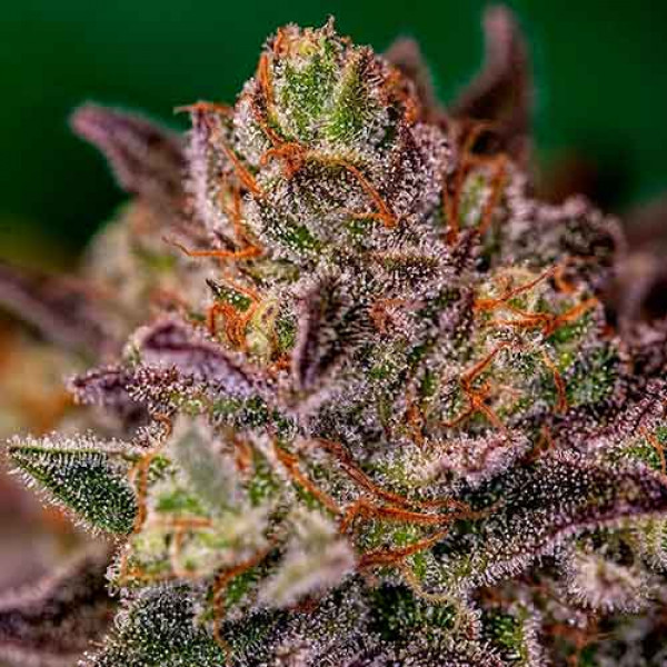 Purple Cherry - Positronics