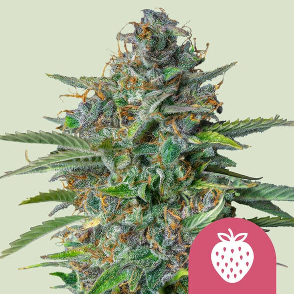 Strawberry Cough Cannabis Seeds from Royal Queen