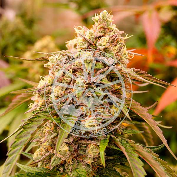 Sunday Punch - Cannabis Seeds - Feminized marijuana seeds