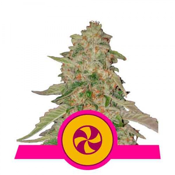 Sweet Zz - Buy Marijuana Seeds from Royal Queen