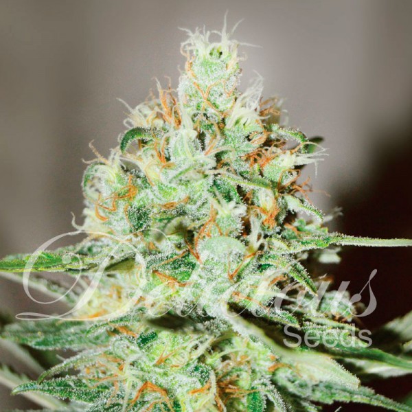 Jagg Kush-image