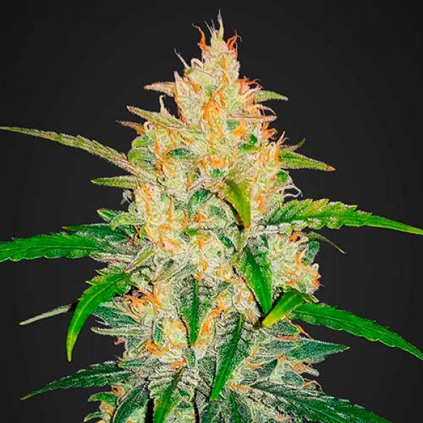 Zkittlez auto авто