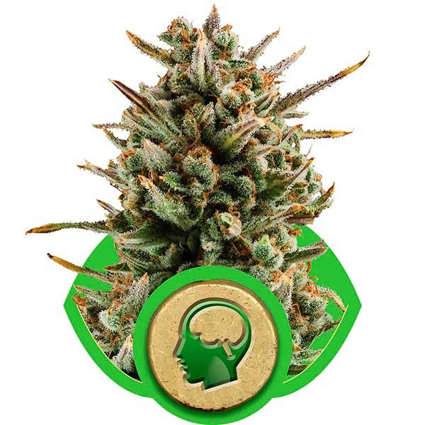 Amnesia Haze Automatic - Buy Marijuana Seeds from Royal Queen