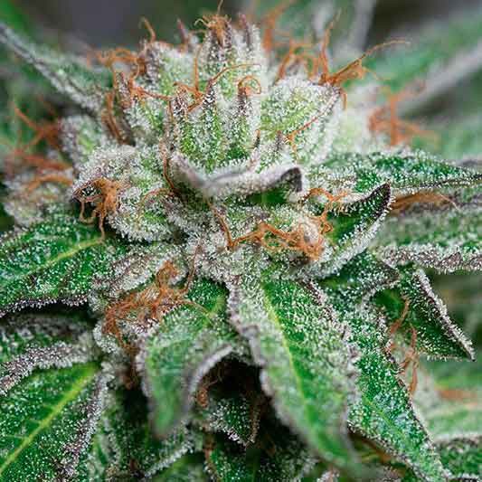bubba-kush-regular_3.jpg