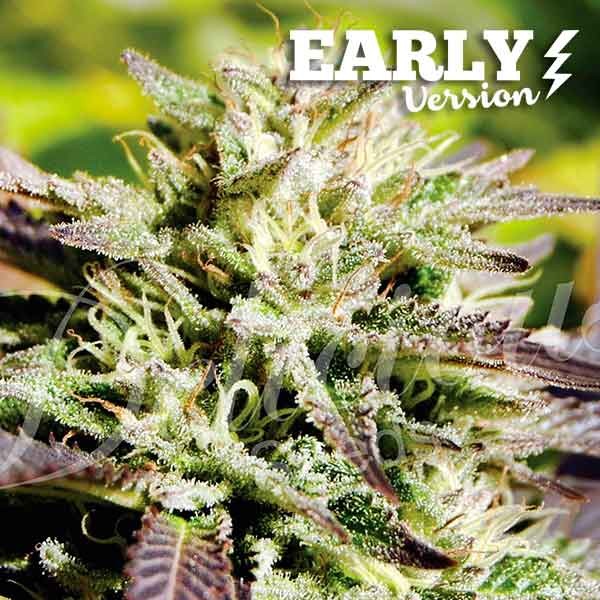 CARAMELO EARLY VERSION | Fast Flowering Seeds