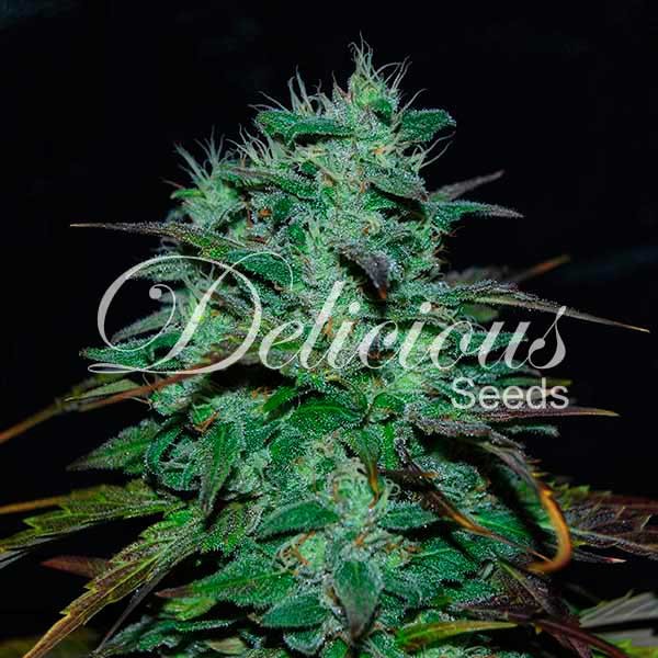 Chocobang - Konopná semínka - Feminizovaná semena marihuany