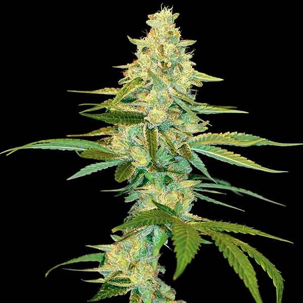 cannabis seeds