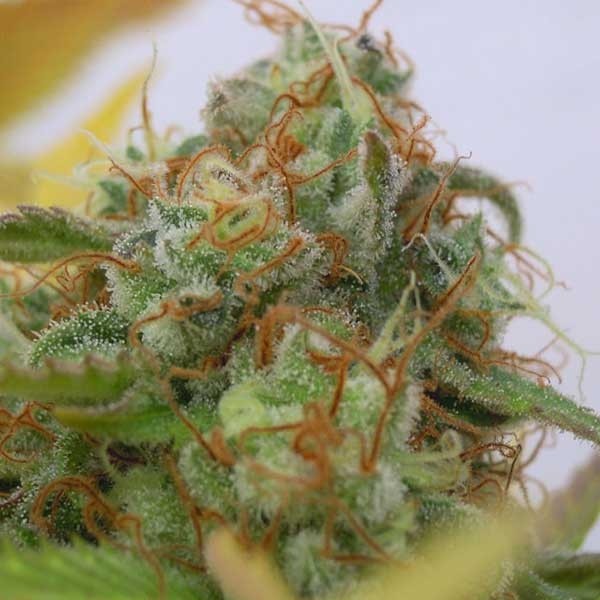 Gorilla Glue 4 Auto Cannabis Seeds from Original Sensible