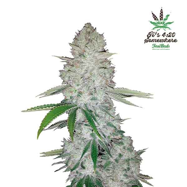GORILLA GLUE AUTO - Cannabis Seeds from FastBuds