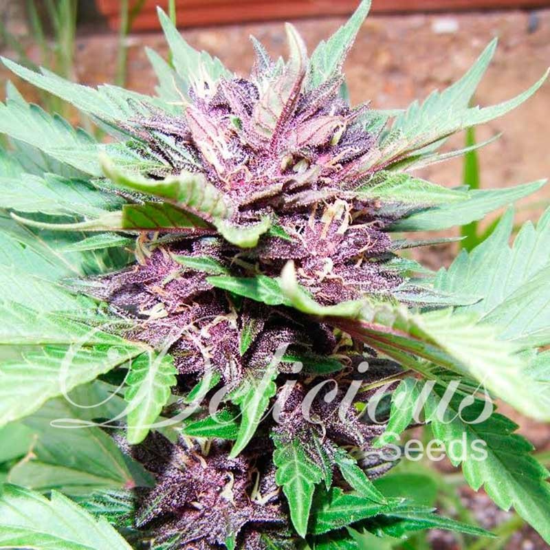 Auto Dark Purple-image