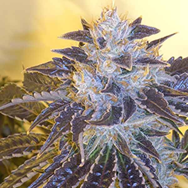 Growing marijuana Larry OG plant in water