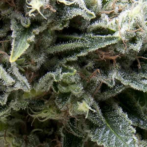 Auto New York City Cbd - Buy Marijuana Seeds from Pyramid Seeds