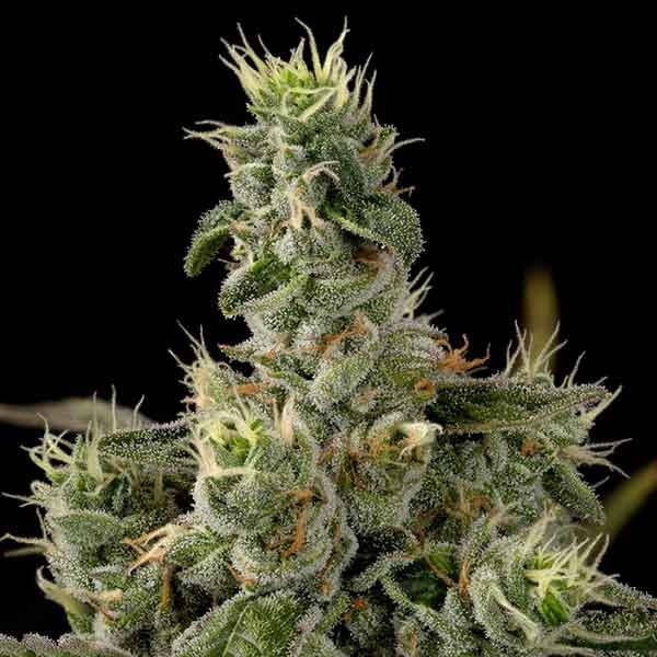 delicious seeds