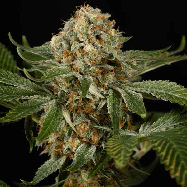 Og Kush - Buy Marijuana Seeds from Silent Seeds