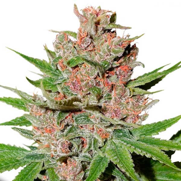 TOP 7 Odmian marihuany o najlepszych smakach. Blog TanieNasionaMarihuany