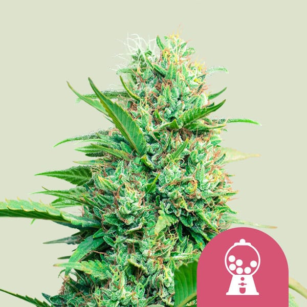 Pink Runtz - Cannabis Seeds from Royal Queen