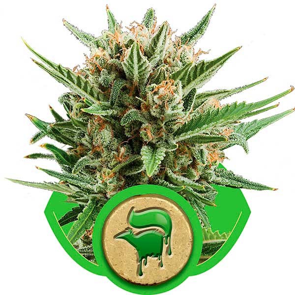 Sweet Skunk Automatic - Buy Marijuana Seeds from Royal Queen
