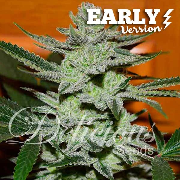 Unknown Kush Early Version Early Version Delicious Seeds