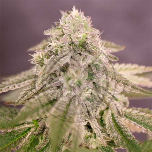 Bay Burger - Feminized marijuana seeds - Cannabis Seeds