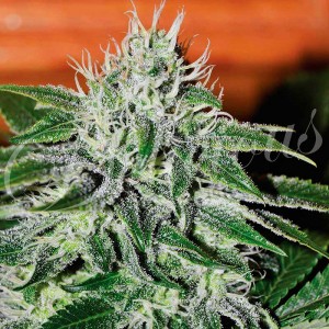 Critical Jack Herer - Feminized marijuana seeds - Seeds