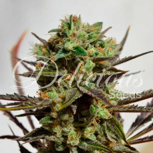 DELICIOUS CANDY - Feminized - Seeds