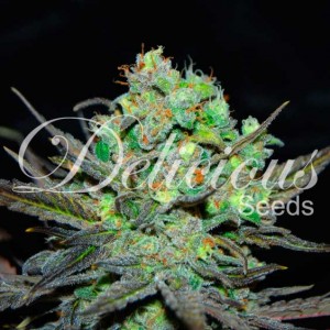 ELEVEN ROSES - Feminized marijuana seeds - Seeds