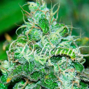 Fruity Chronic Juice - Feminized marijuana seeds - Cannabis Seeds