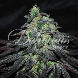 Golosa - Feminized marijuana seeds - Seeds