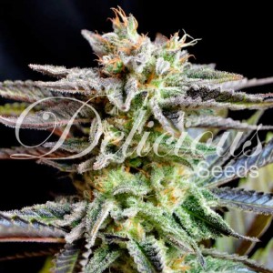 Sugar Black Rose - Feminized marijuana seeds - Seeds