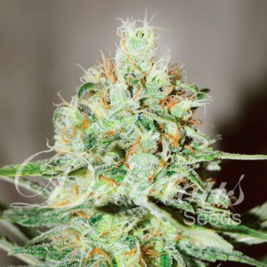 Jägg Kush - Feminized marijuana seeds - Cannabis Seeds