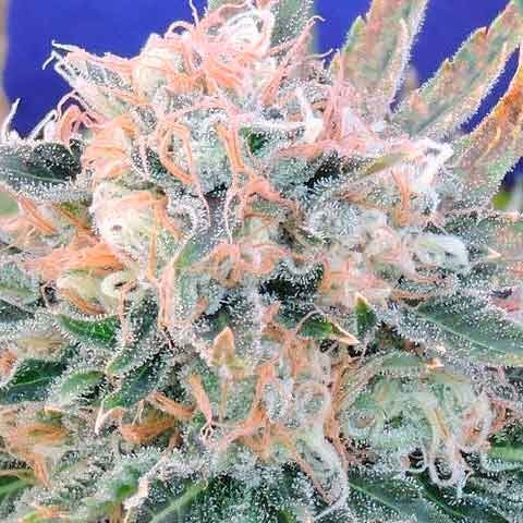 AUTO BLUEBERRY GHOST OG -  - Delicious Seeds