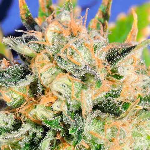 CRITICAL DIESEL AUTO -  - Delicious Seeds